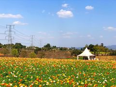 -紫颐香薰山谷景区
