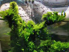 -迪拜水族馆及水下动物园