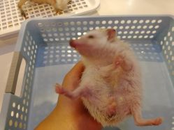 -Moni星球萌宠·小马宝莉·灵蛇·高端高阶全萌宠互动体验俱乐部(红豆国际广场店)