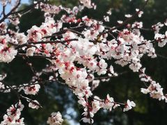 -高东镇樱花园