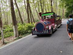 -合肥滨湖国家森林公园