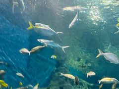 -上海海洋水族馆