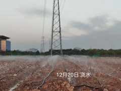 -长洲岛
