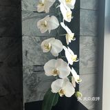 酒店也的确吸引了很多十八线小网红模样的妹子