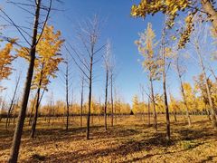 -汉景帝阳陵博物院