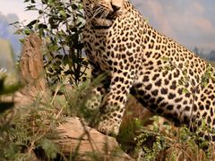 -陕西自然博物馆