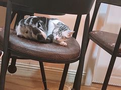 -李小姐の猫咖啡馆(五角场店)
