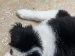 -宠福鑫动物医院(立水桥分院)