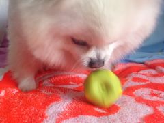 爱宠屋pet&nbsp;shop-爱宠屋pet shop·宠物洗澡·宠物美容