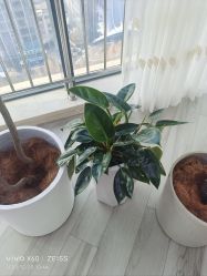 -HEYAN荷妍专业脱毛连锁机构