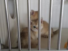 -东方名猫馆·英短金渐层布偶猫舍(环线广场1号楼店)