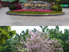 -顺峰山公园