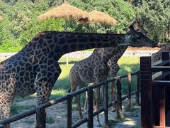 -北京野生动物园