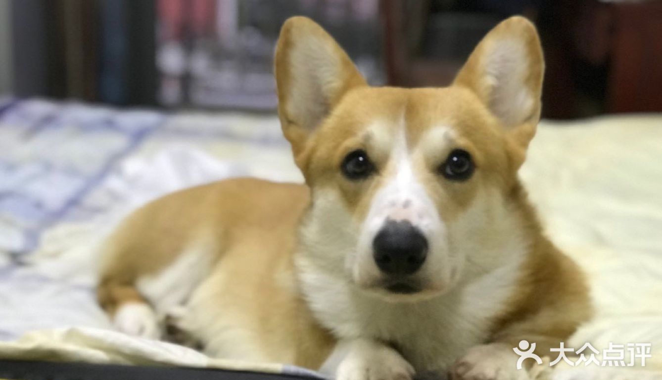 贝贝加油，你是最棒的。 作为狗狗，它们不仅可爱善良