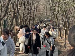 -紫金山山顶公园