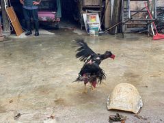 -卡拉农庄 正宗斗鸡肉