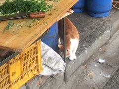 -正宗杂粮煎饼香软鸡蛋饼