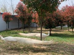 -宿豫区运河湾森林动物园