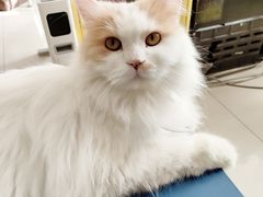 -平行世界·猫咖(首经贸店)