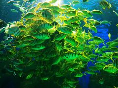 -芜湖新华联大白鲸海洋公园