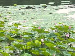 -丁香湖公园