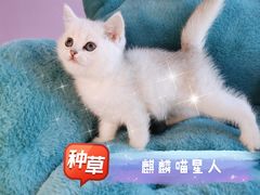 -70cat德文卷毛猫·缅因猫纯种猫舍