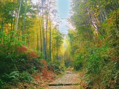 -龙坞茶村