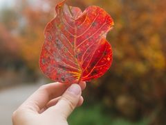 -北京十三陵国家森林公园蟒山景区