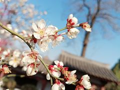 -西安青龙寺遗址景区
