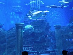 -芜湖新华联大白鲸海洋公园