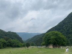 -狮子沟牧场