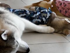-怪兽屋·羊驼·猫咖·狗咖(俊华广场店)