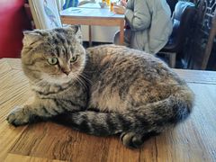-猫小院猫主题餐厅(南锣旗舰店)