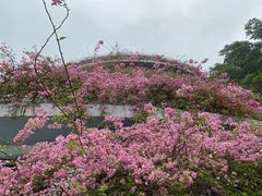 -深圳仙湖植物园