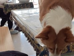 -平行世界·猫咖(首经贸店)