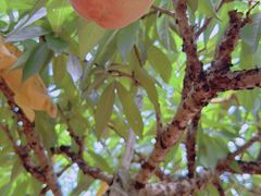 -南汇水蜜桃采摘(大团店)