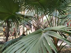 -瑞丽独树成林风景区