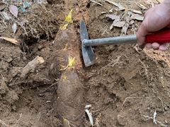 -上海佘山国家森林公园天马山园