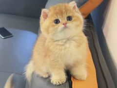 -猫十亿·布偶金渐层·曼基康矮脚猫舍(青年路店)