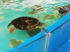 -北戴河圣蓝海洋公园