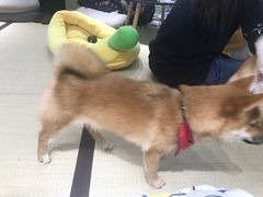 -逗柴咖啡屋·狗咖猫咖宠物桌游