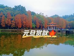 -深圳仙湖植物园