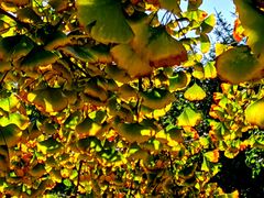 -国家植物园南园