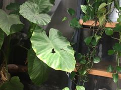 -罗莎蛋糕(奥山府店)