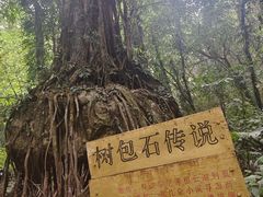 -莫里热带雨林景区