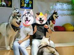 -Husky Go! 哈士奇体验馆·宠物咖啡厅狗咖