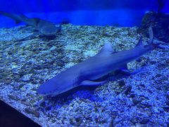 -太平洋海底世界