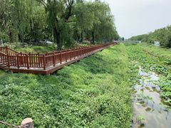 -御林古桑园