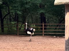 -秦皇岛野生动物园
