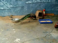 -泉州海丝野生动物世界